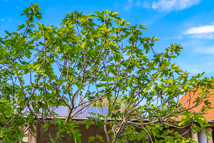 Unser Feigenbaum im Garten erfreut uns heuer mit vielen Feigen - Foto JoSt   2026